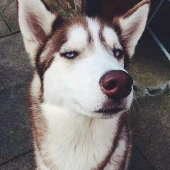 ฮามาย ม่ายม้าย, 27.05.1989, Chiang Mai