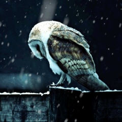 Олег Воробьёв, 12.11.1987, Москва