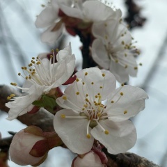 Larisa Fomina, 15.12, Москва