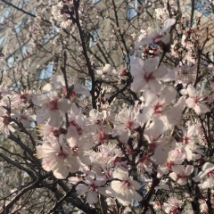 Zhanerke Ayazbaeva, 17.12.1996, Алматы