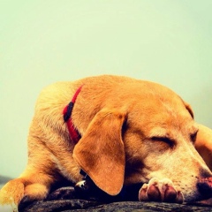 Дамели Конысбаева, Алматы