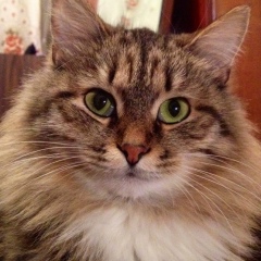 Саво Милошевич, 01.04, Mahajanga