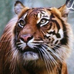 Татьяна Чепурная, 02.04.1990, Санкт-Петербург