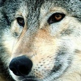 Иван Петров, 20.04.1987, Кирсанов