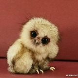 Анна Панина, 16.05.1990, Ростов-на-Дону