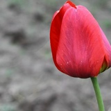 Аля Зинатулина, 01.01, Москва