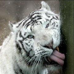 Макс Химков, 18.12.1989, Кемь