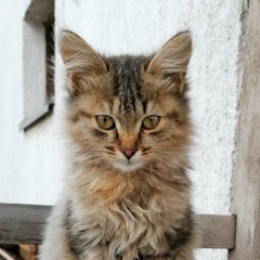 Кирилл Островский