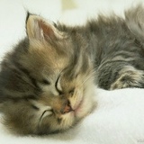 Екатерина Немцева, 25.06, Камышин