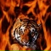 Tigra Ti, Октябрьский