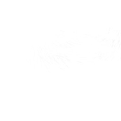 Винни Пухен, Boston