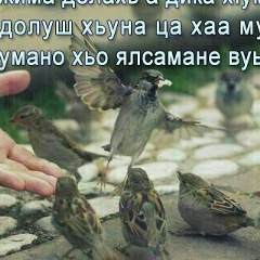 Майрбек Шишани