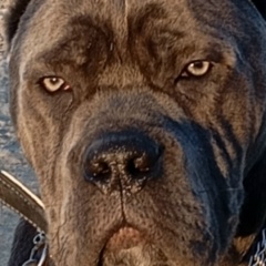 Макс Максимов