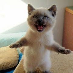 Selvester Stalone, 31.08, Астана