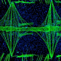 Жаъфар Бек, 17.10.1989