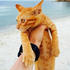 Александр Чичикалов, Москва