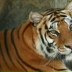 Niko Tiger, 23.08, Чебоксары