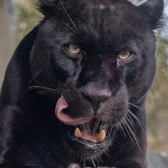 Kamal Rzayev, Тюмень