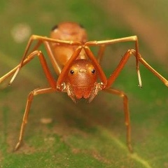 Алмас Алимбетов, 27.12.1982