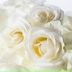 Beauty Beauty, 30.10, Астана