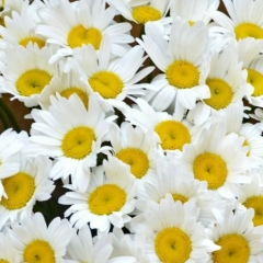 Светлана С, 25.04, Москва