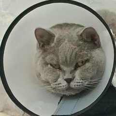Радик Аитов