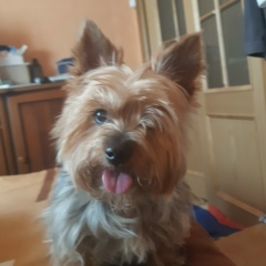 Дмитрий Герасимов, 02.02.1982, Красногорск