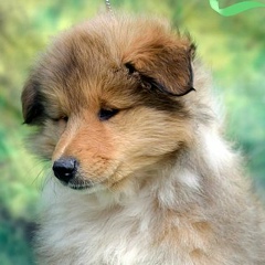 Евгений Горошко, 10.12, Лангепас