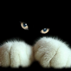 Кирилл Мякотин, 17.01
