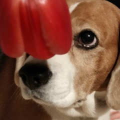 Три Звездочки, 08.09, Санкт-Петербург