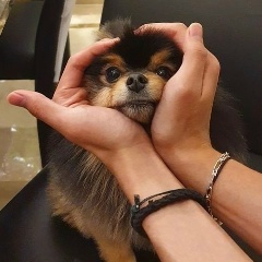 오네가 아데르, 13.09
