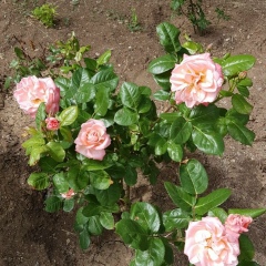 Анна Белая, Москва