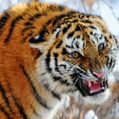 Ksenya Chilli, 26.01, Харьков