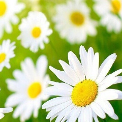 Miss Mira, 22.04.1989, Москва