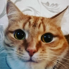 Владимир Тихонов, Котлас