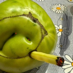 Сергей Ряшко, Санкт-Петербург