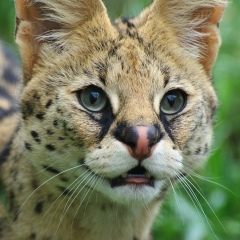 Maxim Boicov, 05.02, Мурманск