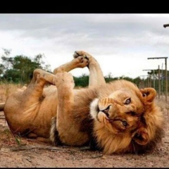 Baha Juventus, 16.08, Тараз