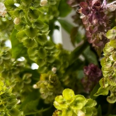 Оксана Ольшанская, 16.12, Москва