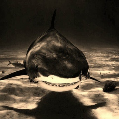 Мурад Магомедов, 07.03, Краснодар