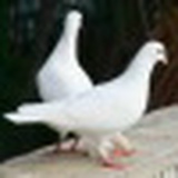 Лена Голубь, 25.12