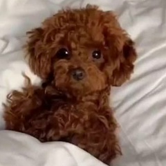 Индира Даминова, 02.01.1989, Санкт-Петербург