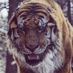 Карим Абулайсов, Хасавюрт