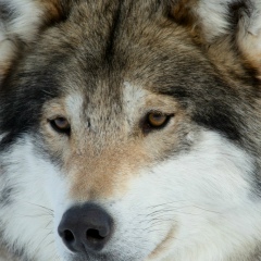 Сергей Акулич, 05.12