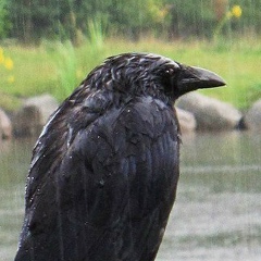 Роман Резниченко, 24.11