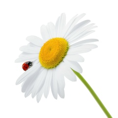 Надежда Васильева, Санкт-Петербург