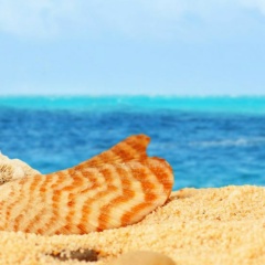 Валерия Басова, 01.04, Toronto