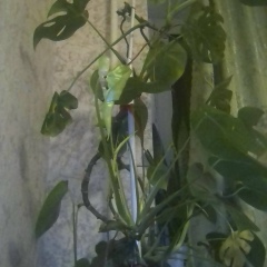 Роза Жумабекова, 10.01.1992