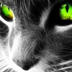 Тома Федорова, Санкт-Петербург