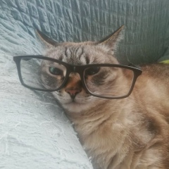 Ярослав Тарасов, Ярославль